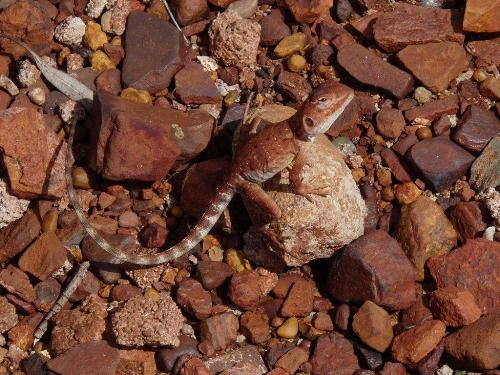 Lizard